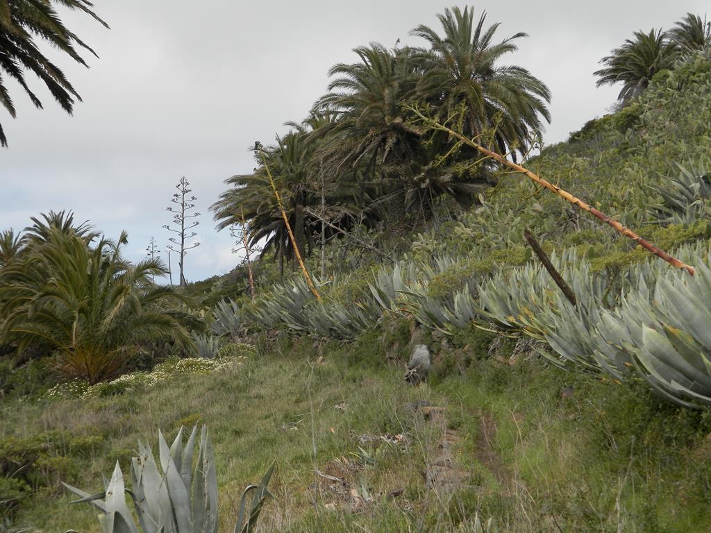 Wanderung von Arure nach  El Cercado, Calera